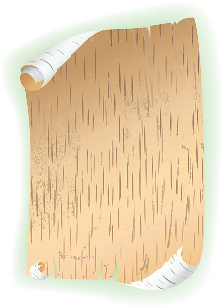 illustrazioni stock, clip art, cartoni animati e icone di tendenza di corteccia di betulla scorrimento - bark birch vector scroll