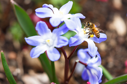 Honey bee gathering polen