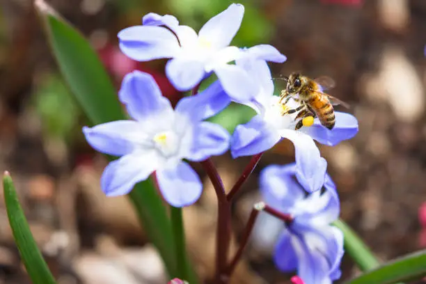 close op in spring, colorful background