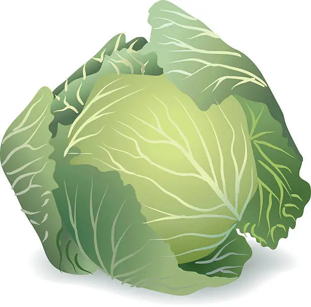 Vector illustration of Cabbage