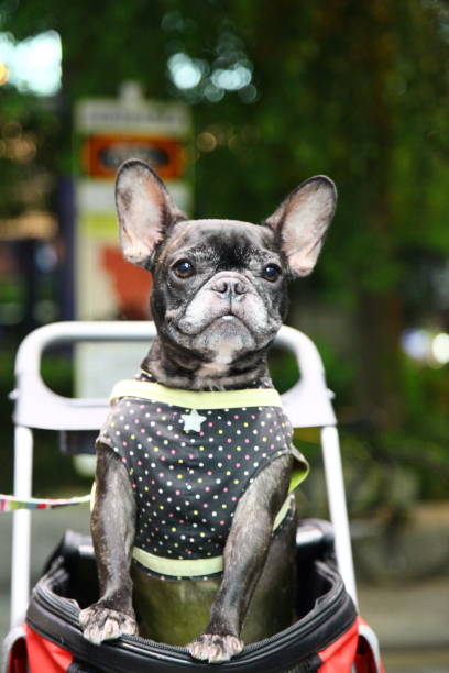 istock dog  fashion japan 1144462597