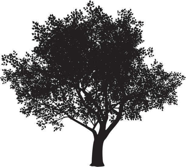 ilustraciones, imágenes clip art, dibujos animados e iconos de stock de silueta de árbol - elm leaves