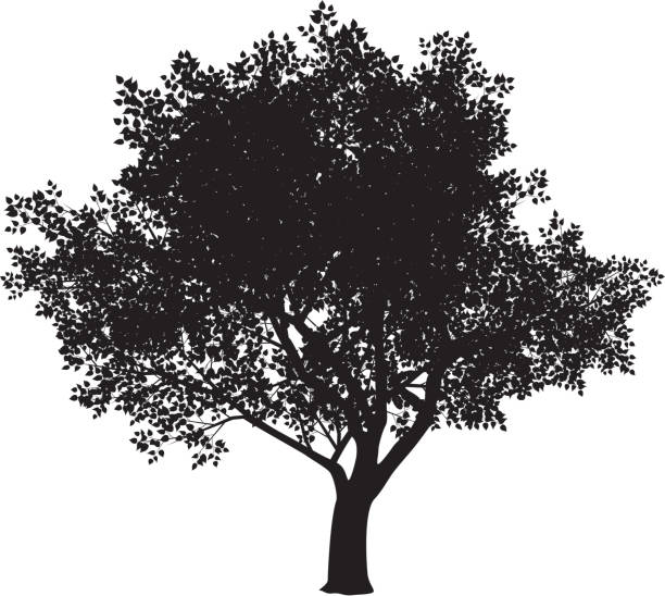 ilustrações, clipart, desenhos animados e ícones de silhueta de árvore - elm tree