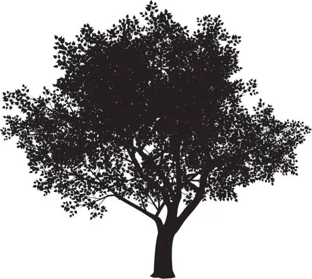 Vector illustration of The silhouette of a big tree with a white background