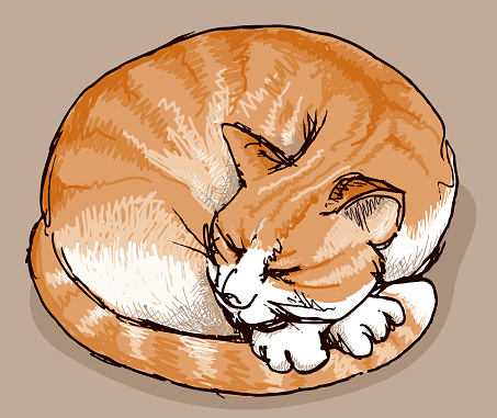 Sleeping red cat