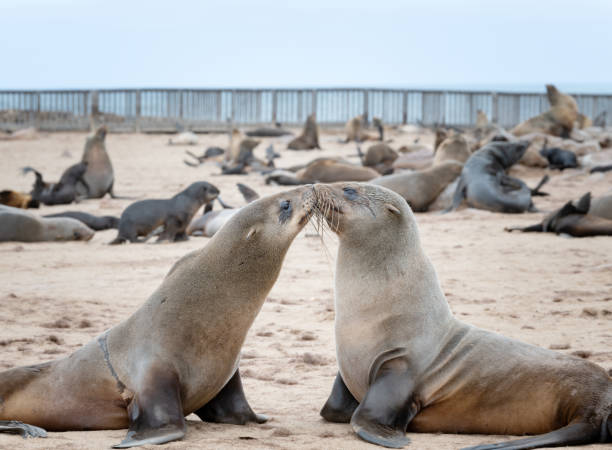Seals kissing and mating, Cape Cross, Namibia. Nikon D850. Converted from RAW.