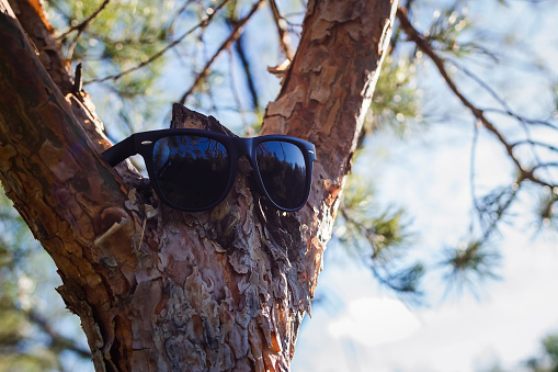 black sunglasses are on the tree in the spring