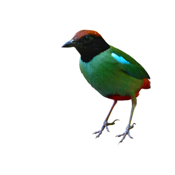 istock Hooded Pitta Bird 1144467584