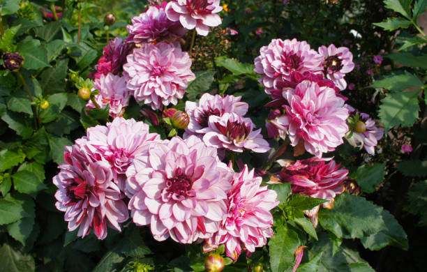 istock Dahlia creme de cassis pale pink  flowers 1144468335