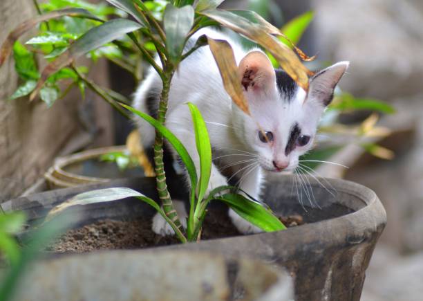 istock A lonely playful kitten in a backyard 1144468665