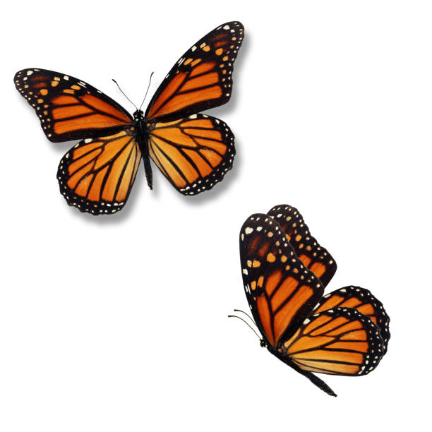 dos mariposas monarca - butterfly monarch butterfly isolated flying fotografías e imágenes de stock