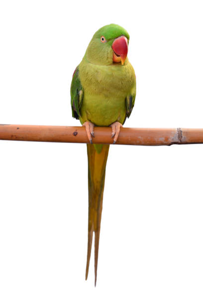 istock Alexandrine Parakeet Bird 1144469325