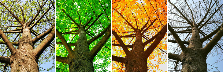 Four Seasons Alternation of the Same Tree