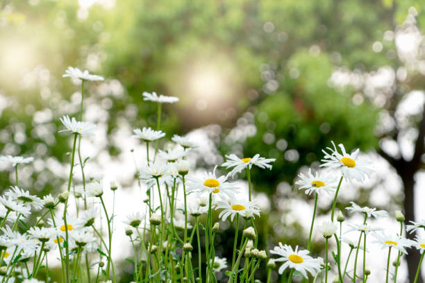 istock beautiful summer with blossoming daisy flower on the blurred background, springs backgrounds concept 1144470631