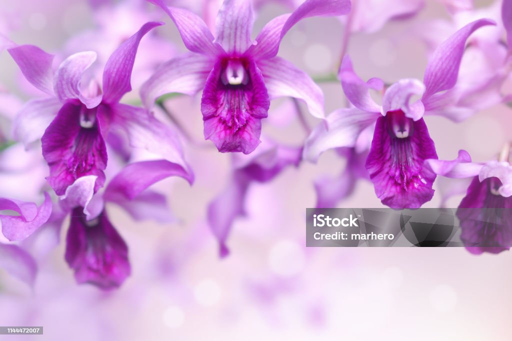 Fondo natural de flores de orquídeas púrpuras en el jardín durante el día de verano. - Foto de stock de Aire libre libre de derechos