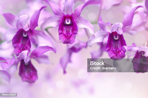 Fondo Natural De Flores De Orquídeas Púrpuras En El Jardín Durante El Día De Verano Foto de stock y más banco de imágenes de Aire libre