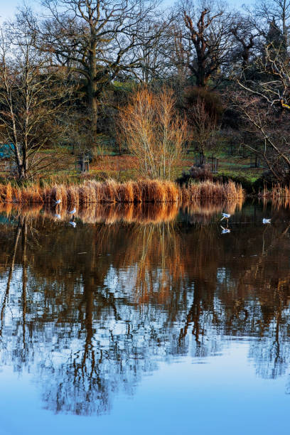 istock lake river water land sunset scenic landscape 1144473139