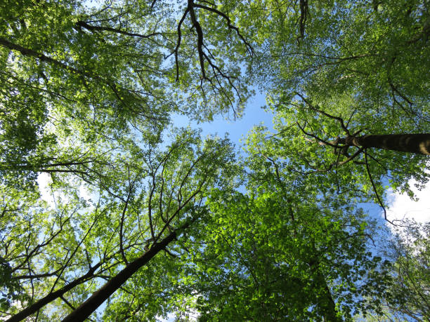 istock Tall Trees of the Spring Forest 1144475185