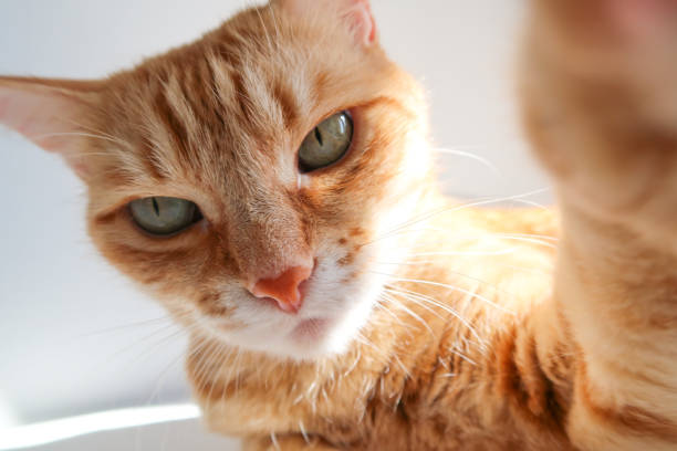 Ginger cat taking a selfie shot and looking seriously. Cute cat with green eyes stock photo
