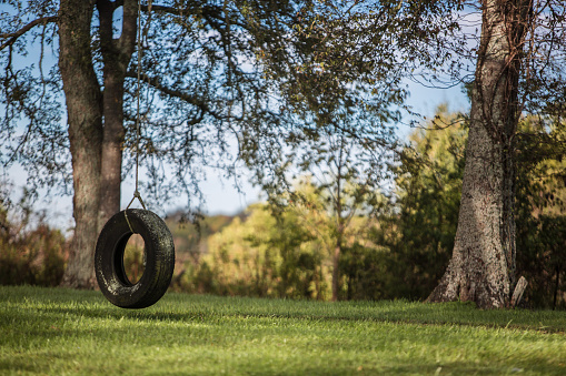 Empty tire swing, leafless tree, green meadow