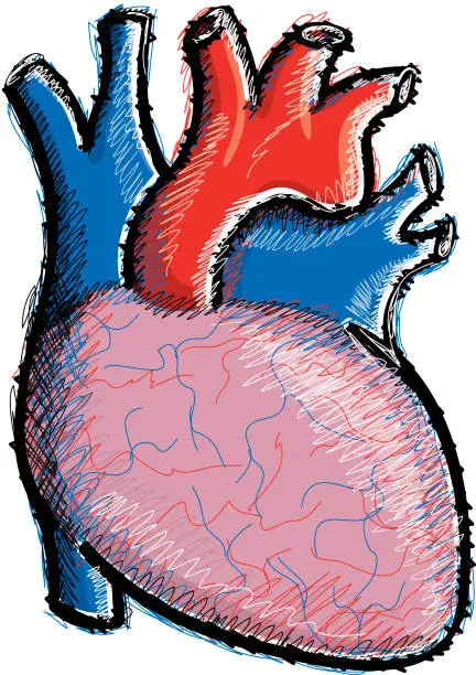 Vector illustration of Human heart illustration