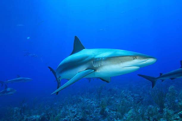 Caribbean Reef Shark  blacktip reef shark stock pictures, royalty-free photos & images