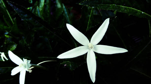 istock White flowers in the dark 1144483751