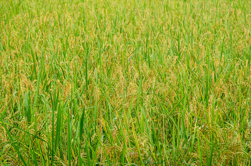 Rice fields in summer