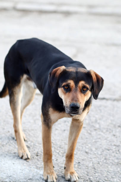 istock Sad brown black abandoned dog on street 1144483879