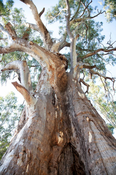 istock Mambray Creek, Mount Remarkable National Park South Australia 1144484713