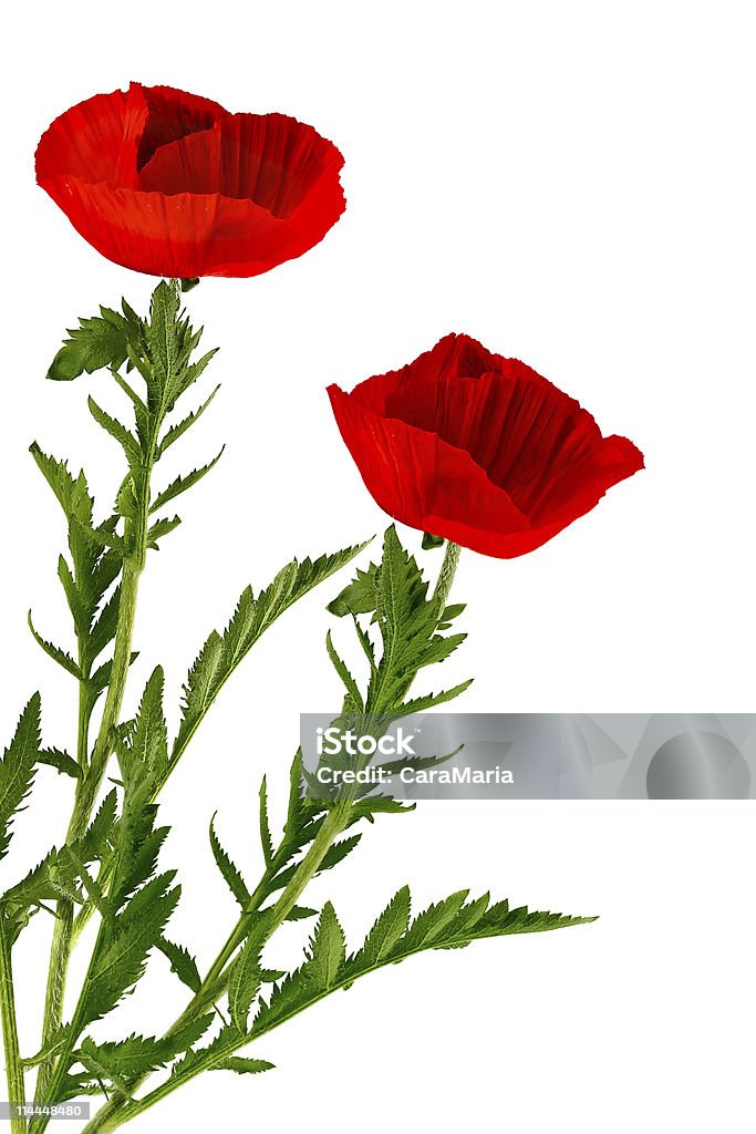 Papaver Провинцию - Стоковые фото Без людей роялти-фри