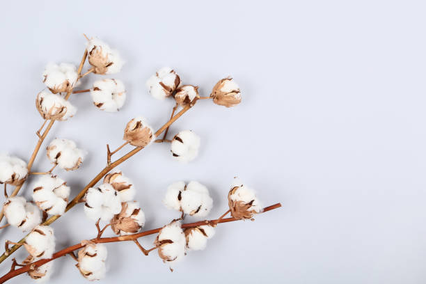 istock Cotton flowers on gray background 1144485449