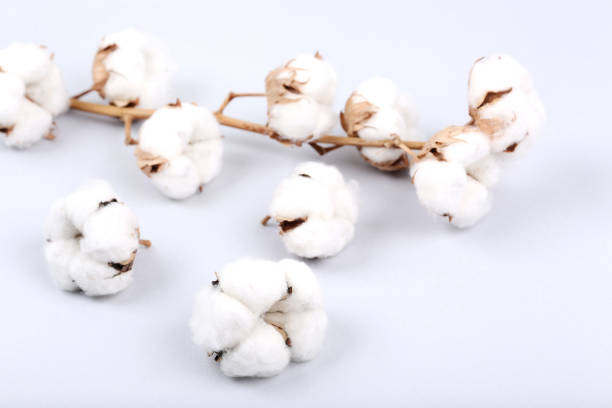 istock Tree branch with cotton flowers on gray background 1144485507