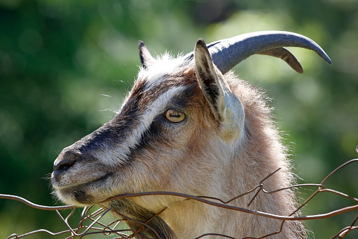 Close-up of a goat behind the wire mesh