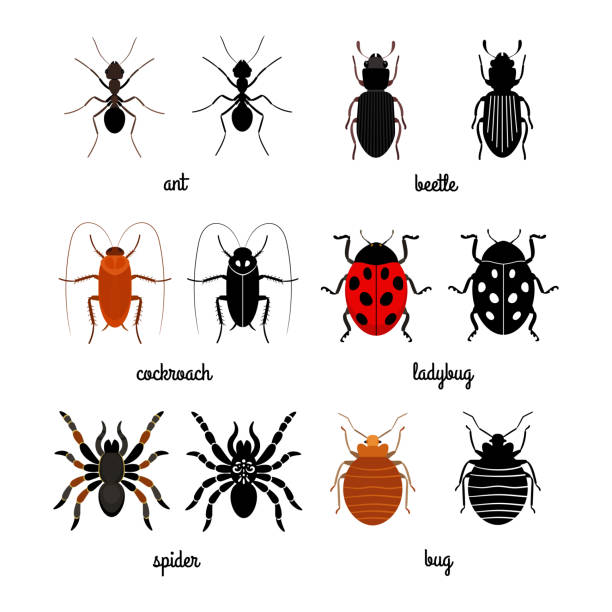 bildbanksillustrationer, clip art samt tecknat material och ikoner med krypande insekter vektor set-myra, spindel, skalbagge, nyckel piga - melolontha melolontha