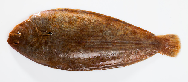 Closeup of raw  sole fish on white background, nobody