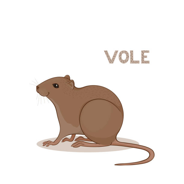 흰색 배경에 고립 된 만화 귀여운 vole. 동물 알파벳입니다. - computer graphic multi colored zoo single word stock illustrations