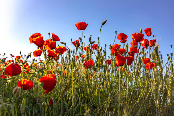 istock Red poppies flowers in the sunlight among wheat ears 1144487778