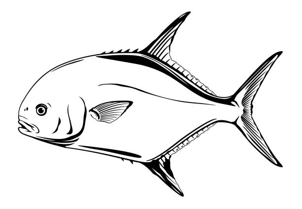 Permit fish illustration vector art illustration