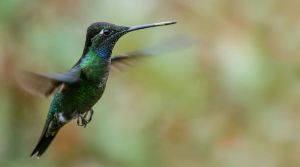 istock Beautiful Flying Hummingbird 1144489381