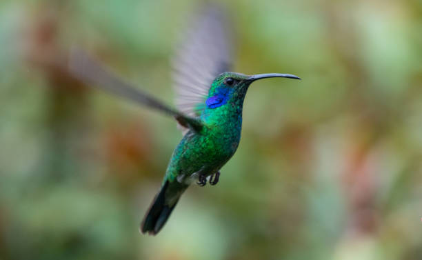 istock Beautiful Flying Hummingbird 1144489544