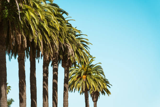 istock Tropical Summer Background. Beautiful Palm Trees and Clear Blue Sky 1144491445