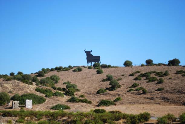 taureau osborne sur la colline, espagne. - costa de la luz photos et images de collection