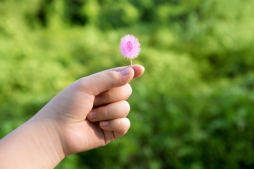 Child's hand Holding small flowers in green background