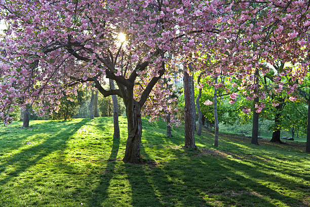 istock Japanese Cherry, Prunus serrulata 114449203