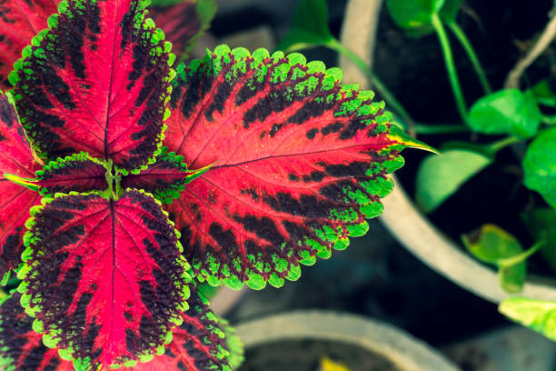 istock beautiful multi color flower and plant pattern background 1144492614