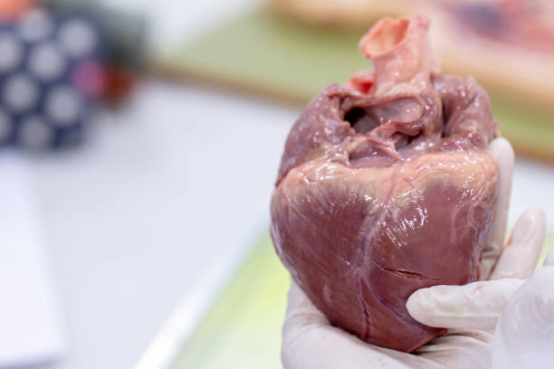 istock Student learning anatomy raw pig heart for education in laboratories. 1144493014