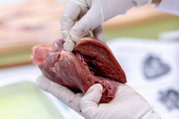 istock Student learning anatomy raw pig heart for education in laboratories. 1144493066