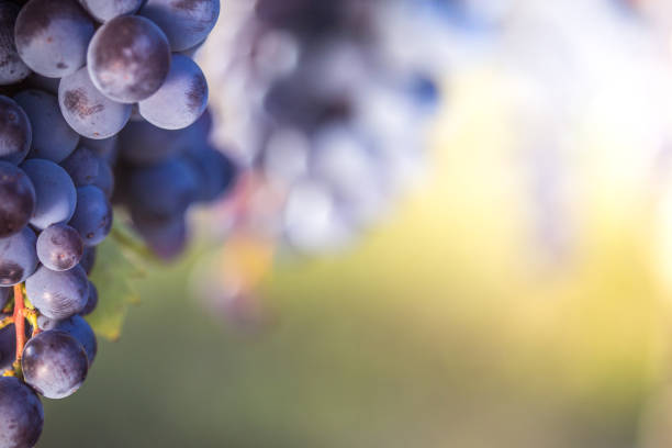 rote traube im weinberg nahaufnahme - winery autumn vineyard grape stock-fotos und bilder