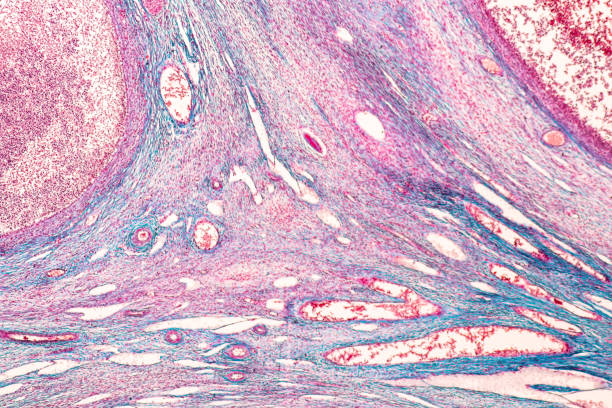 istock Student learning anatomy and physiology of Ovary under the microscopic in laboratory. 1144493905